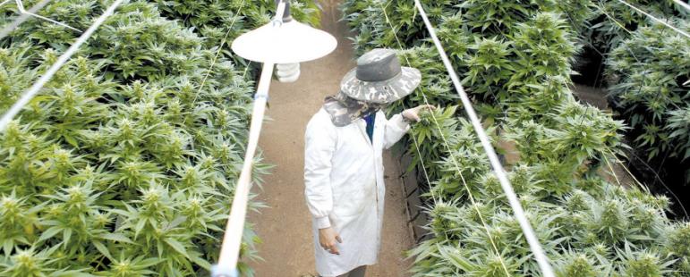Καλλιέργεια της Cannabis sativa