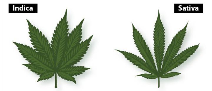Cannabis sativa: ιστορία και βοτανικά χαρακτηριστικά