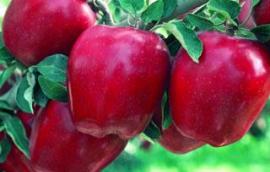 Βιολογικά μήλα