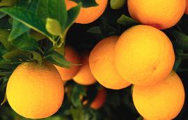 Βιολογικά πορτοκάλια
